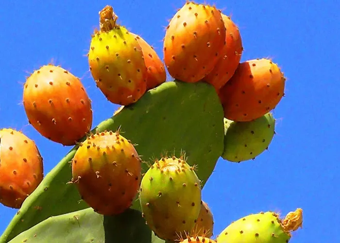 Luxury In Royal For King And Queen Sarande