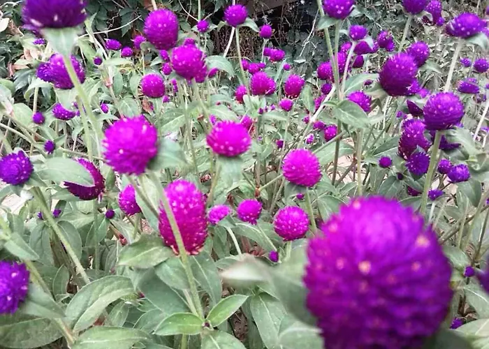 Luxury In Royal For King And Queen 公寓